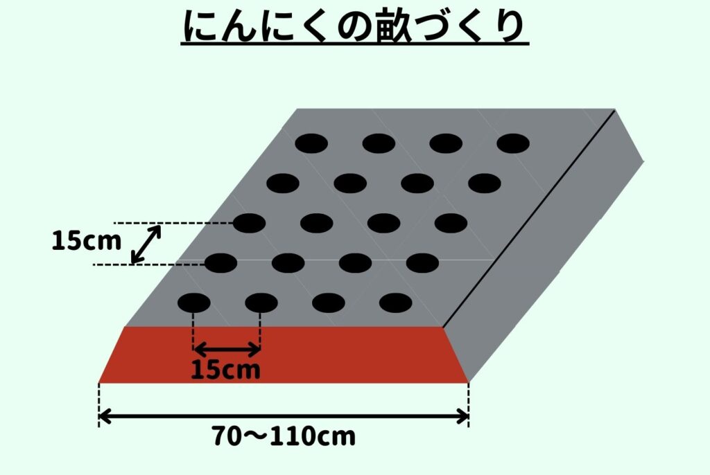 にんにくの栽培は家庭菜園でもできる？植え付けから収穫のポイントまで徹底解説